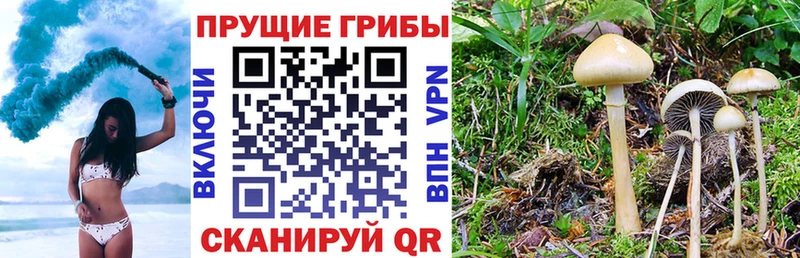 купить наркотики цена гидра ТОР Галлюциногенные грибы Magic Shrooms Зубцов